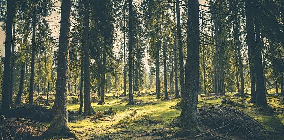 Le foreste al centro della tesi - Premio di laurea PEFC